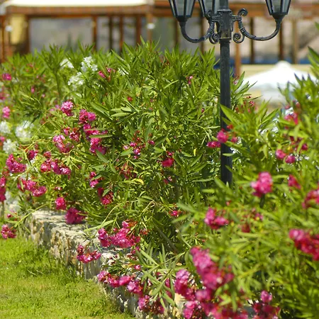 Dolphin Bay Seaside &