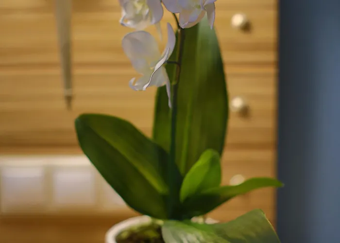 Hotel Dolphin Bay Seaside & Galissas