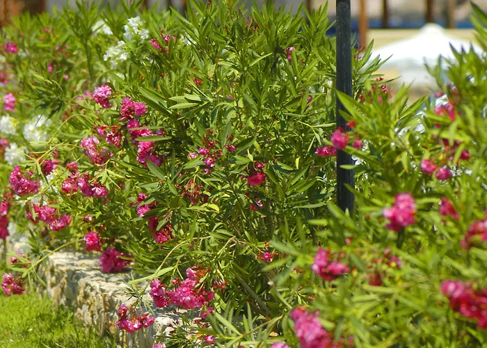 Dolphin Bay Seaside &